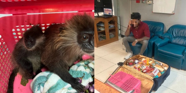 Valizinde Maymun Taşıyan Yolcu Havalimanında Yakalandı